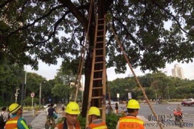 台风“苗柏”来临前是否对危房进行结构加固呢?